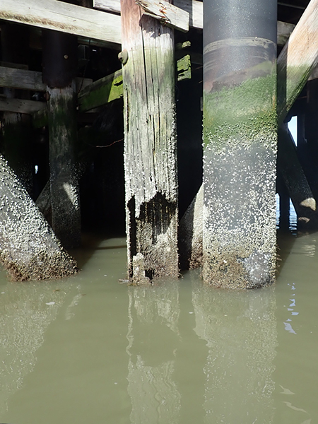 Evaluating Deteriorated Timber Marine Structures