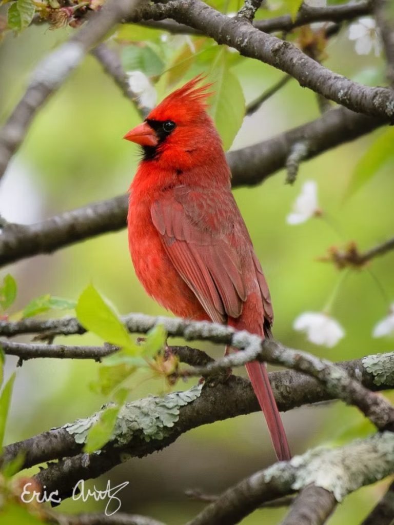 Making Glass Visible: Bird-Friendly Glazing Strategies for Modern Buildings