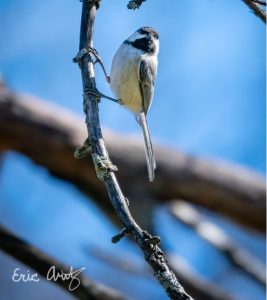 Black-capped chickadee, photo by Eric Arntzen.